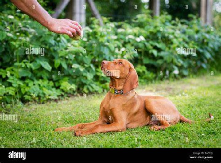 man training his vizsla dog
