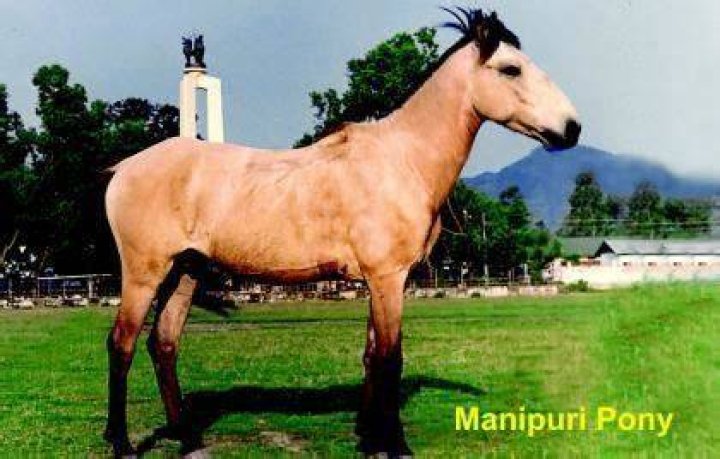 manipuri pony standing in the field