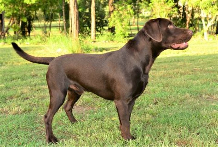 Marsagan Labradors
