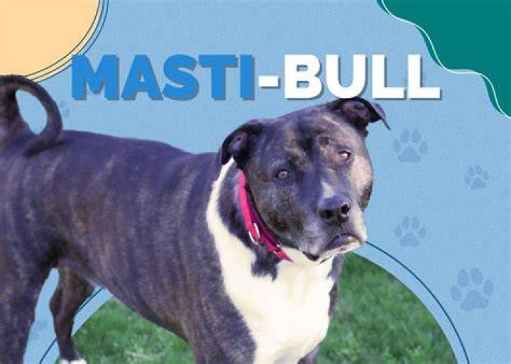 Masti-Bull American Bulldog and Mastiff Mix
