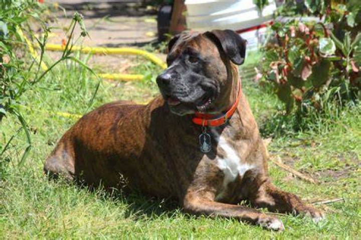 mastiff boxer mix