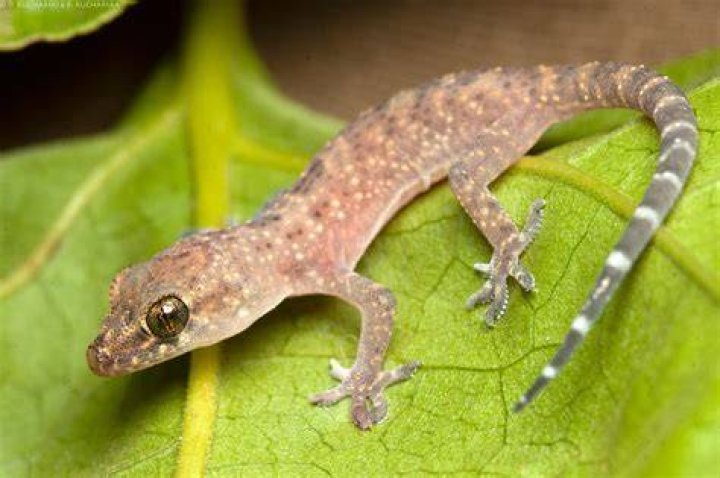 Mediterranean House gecko on tree