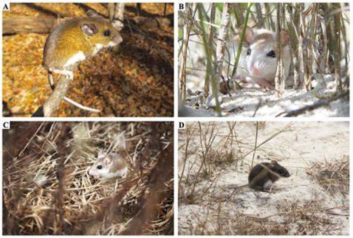 mice habitat