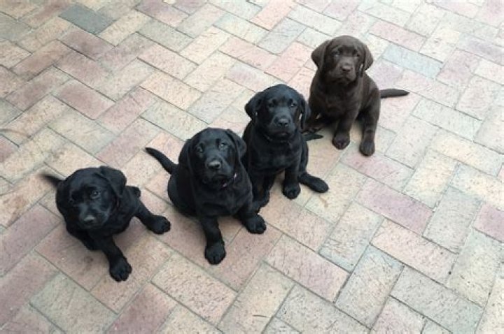 Minamere Labradors