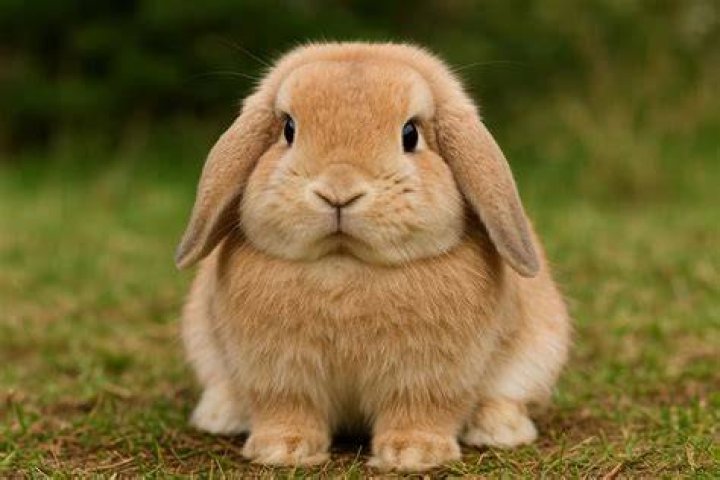 mini lop rabbit