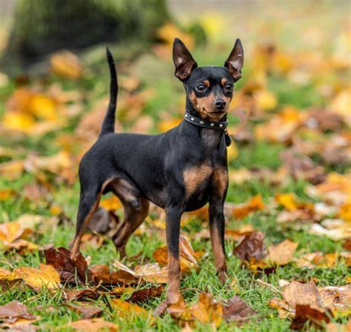 Miniature pischer Pin their Ears Back