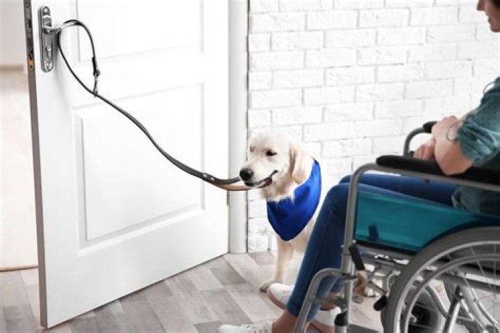 mobility support dog opening door