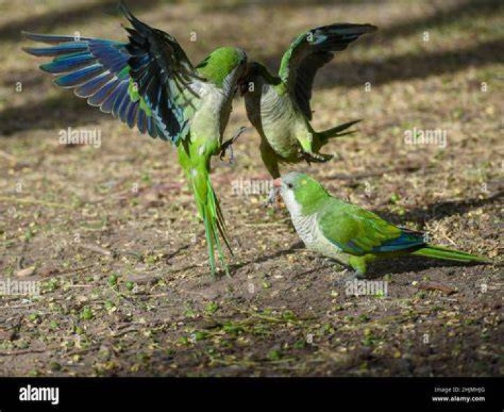 Monk parakeet
