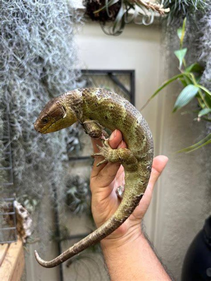 monkey tailed skink_Piqsels