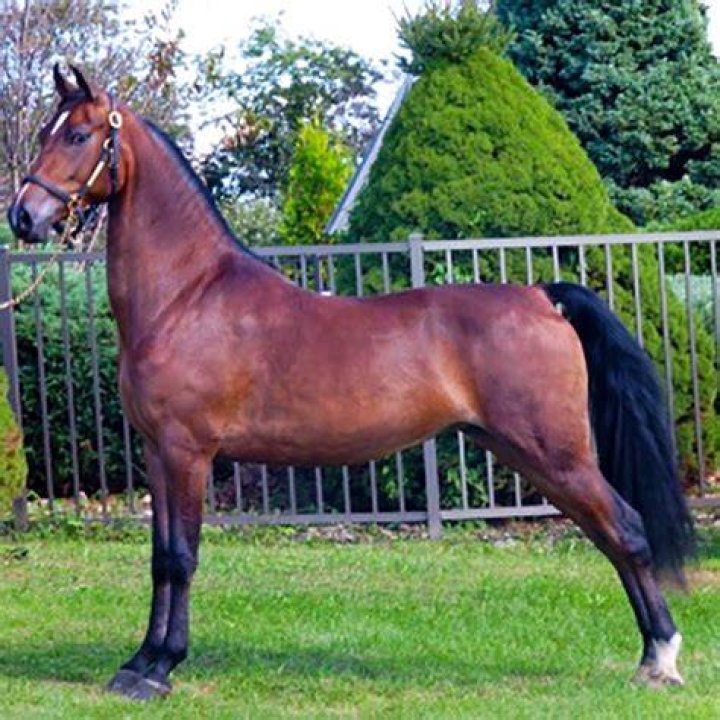 morgan horse