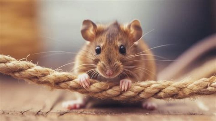 Mouse climbing a rope and chain