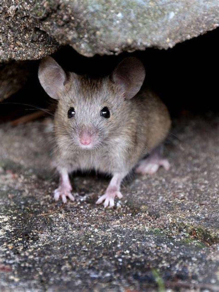 mouse in hiding looking for food