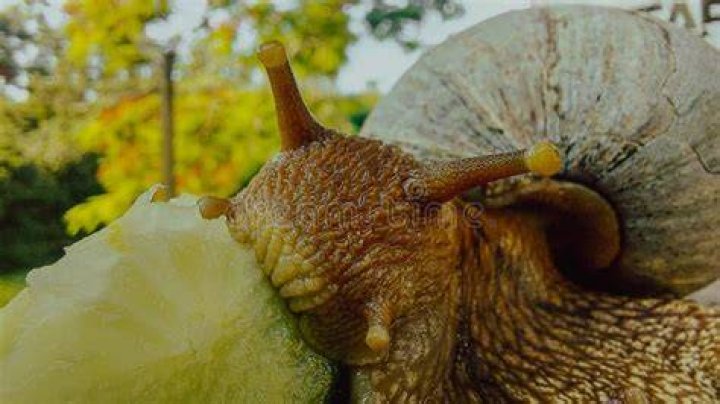 nake eating snail