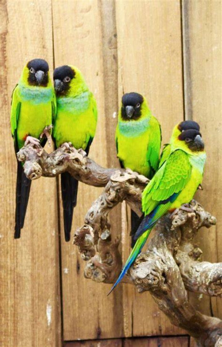 Nanday Conure