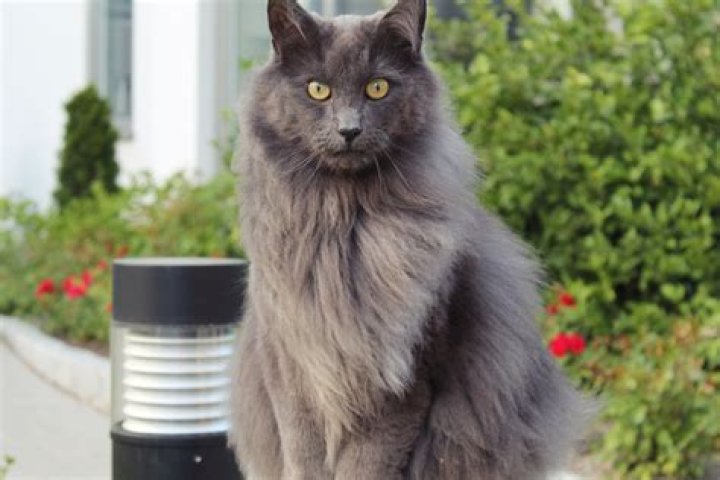 nebulung cat sitting outside