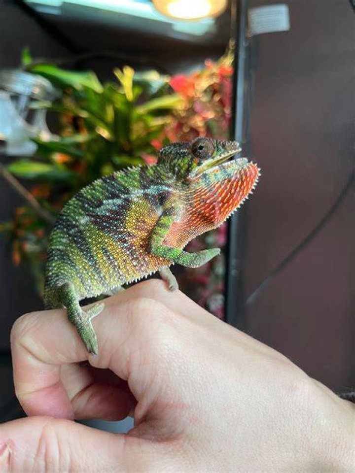 new chameleon divider