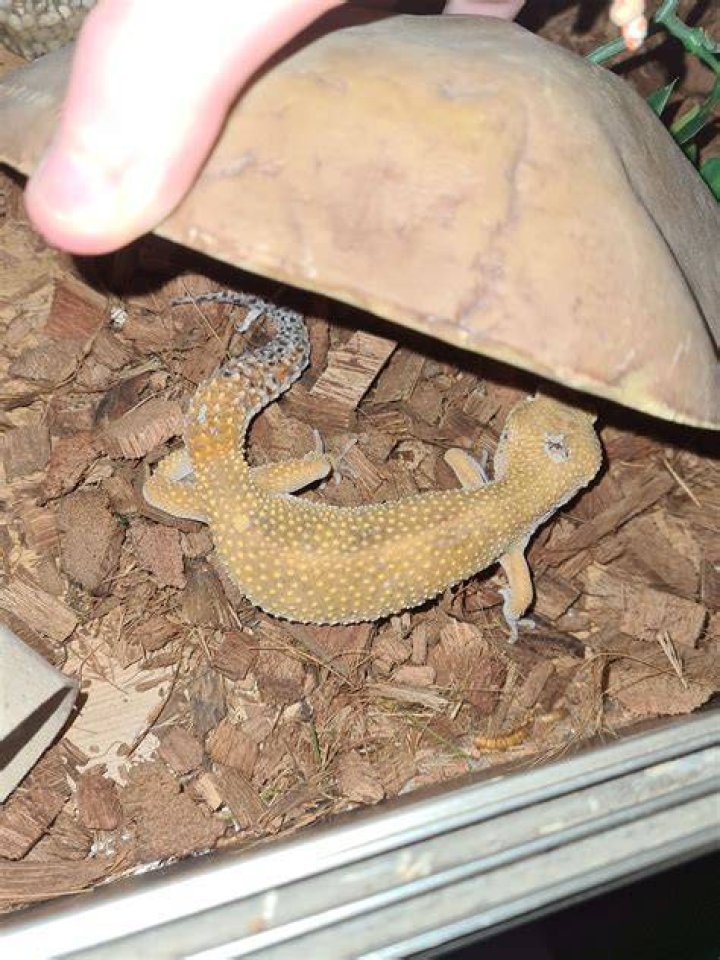 new gecko divider