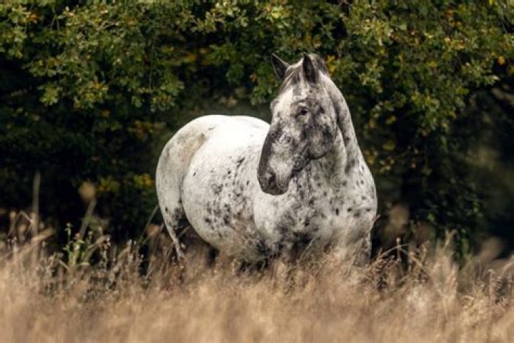 noriker horse standing outdoors
