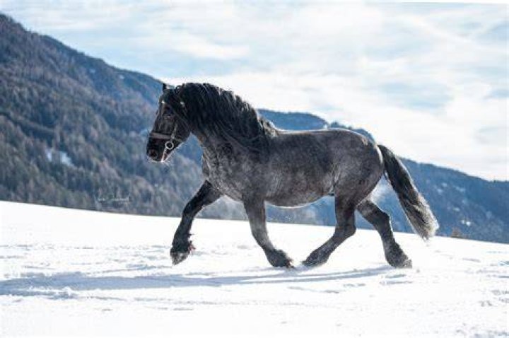 noriker horse_hosphotos, Shutterstock