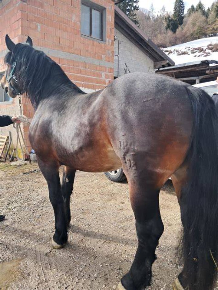 Noriker,Horse