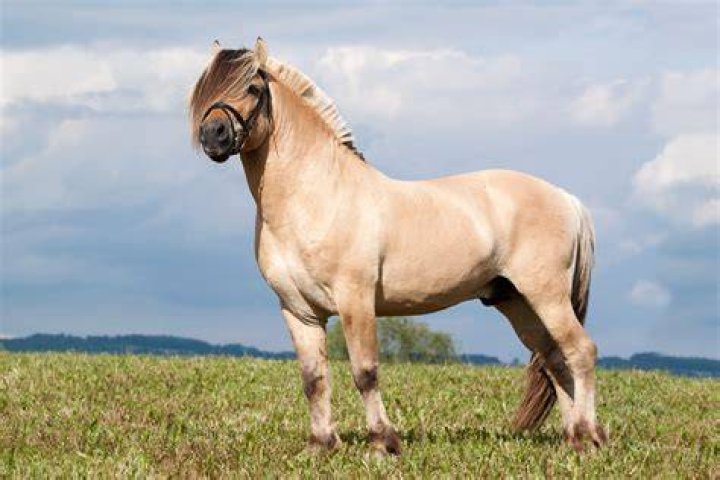 norwegian fjord horse