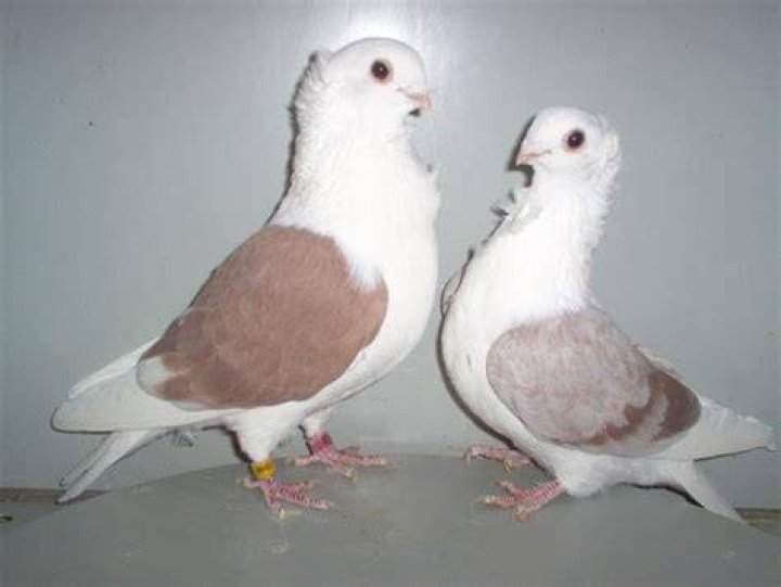 Old German owl pigeon in a cage
