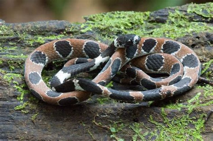 Ornate snail eating snake