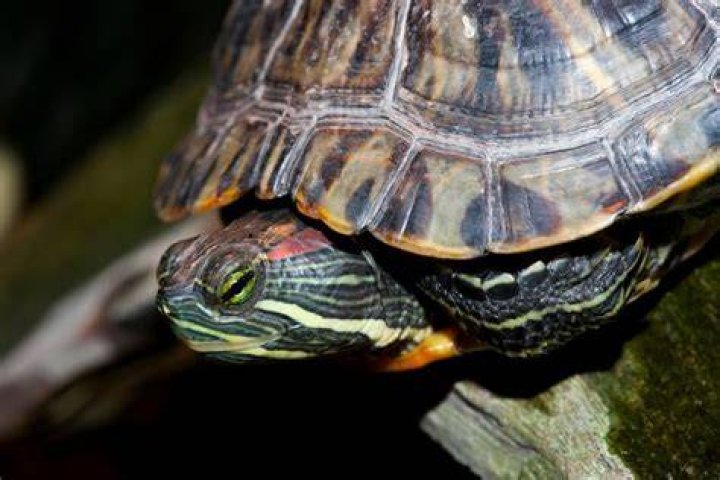 painted turtles enjoy a shady spot