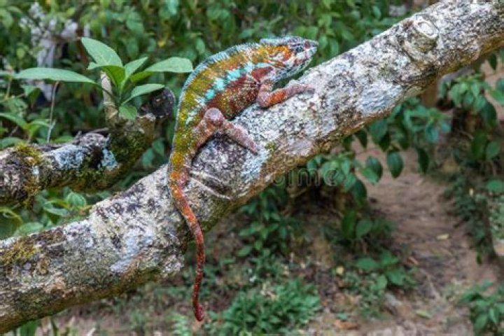 Panther Chameleon clinging on a twig