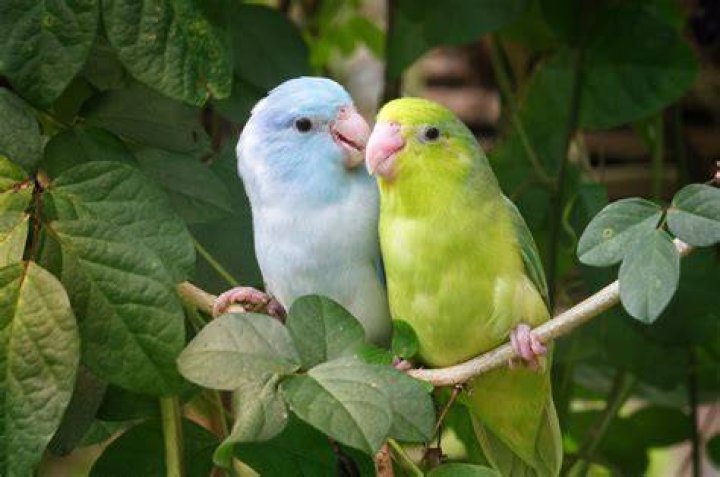 parrotlet birds in a feeding bowl