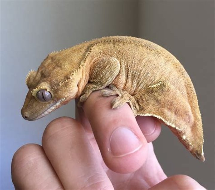Patternless Crested Gecko