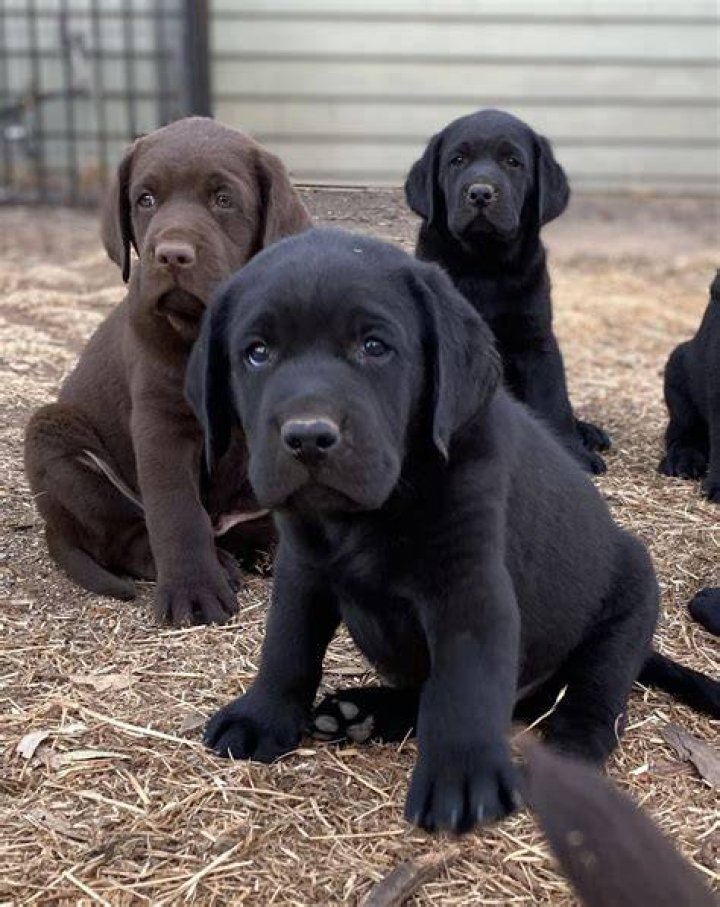 Pawling Labradors