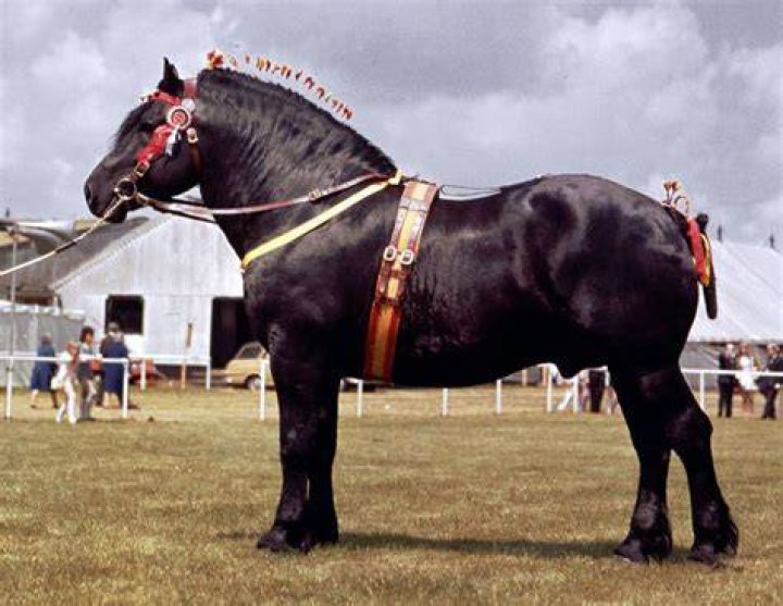 Percheron horse