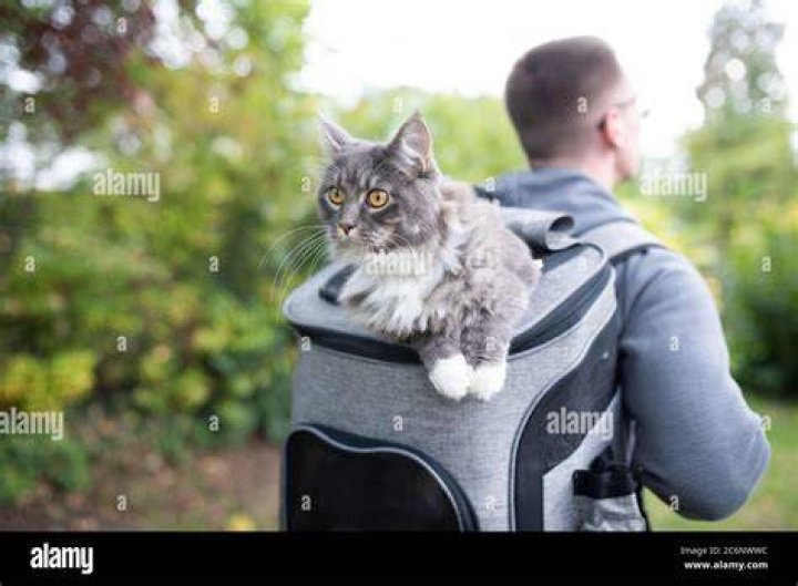 pet owner carrying backpack with funny looking blue tabby maine coon cat coming out of backpack in nature