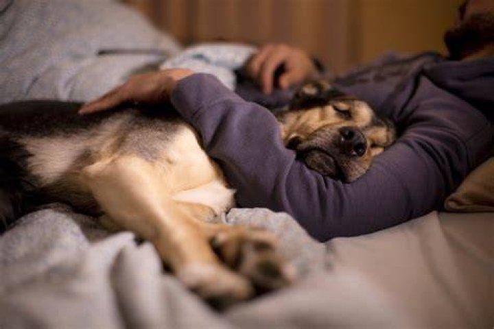 pet owner sleeping with dog on her bed