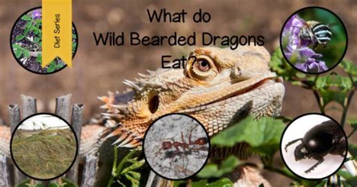PetKeen_Can Bearded Dragons Eat_dandelions (1)