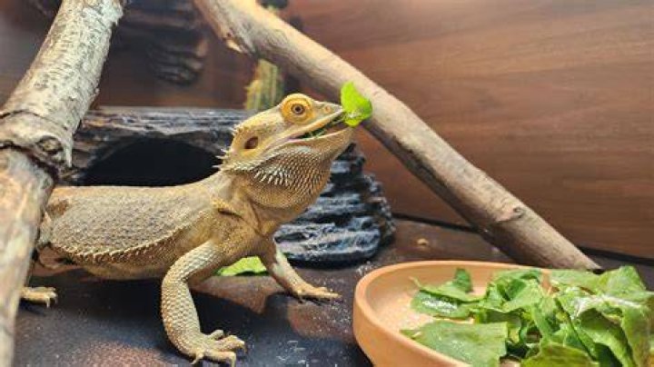 PetKeen_Can Bearded Dragons Eat_mushrooms