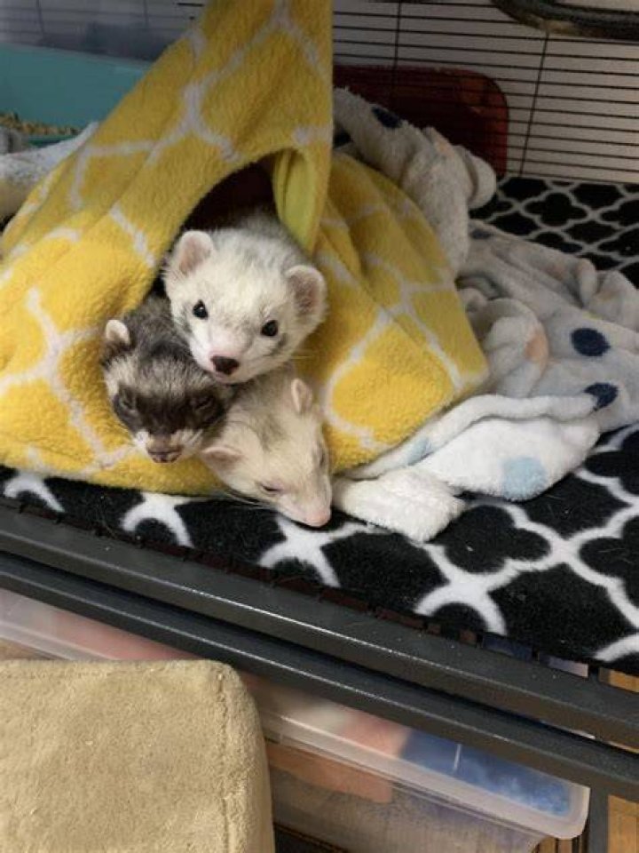 PetKeen_Can Ferrets Eat_eggs