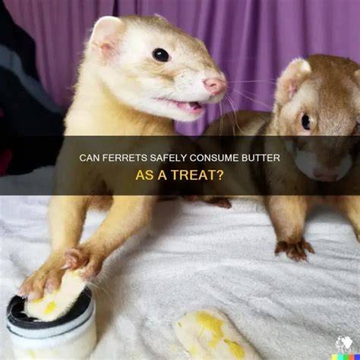 PetKeen_Can Ferrets Eat_peanut butter