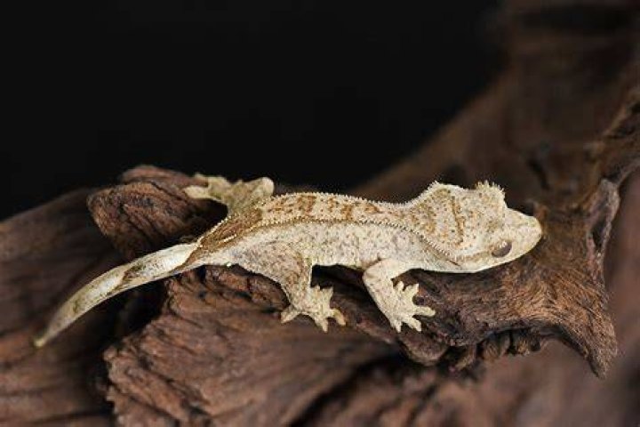 Phantom Pinstripe Crested Gecko