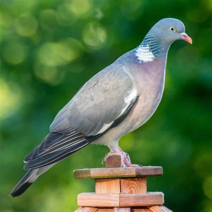 pigeon on wood