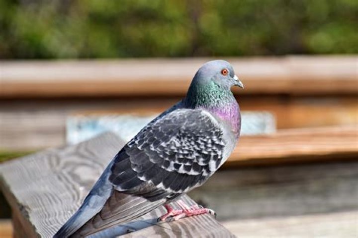 pigeon resting on rail