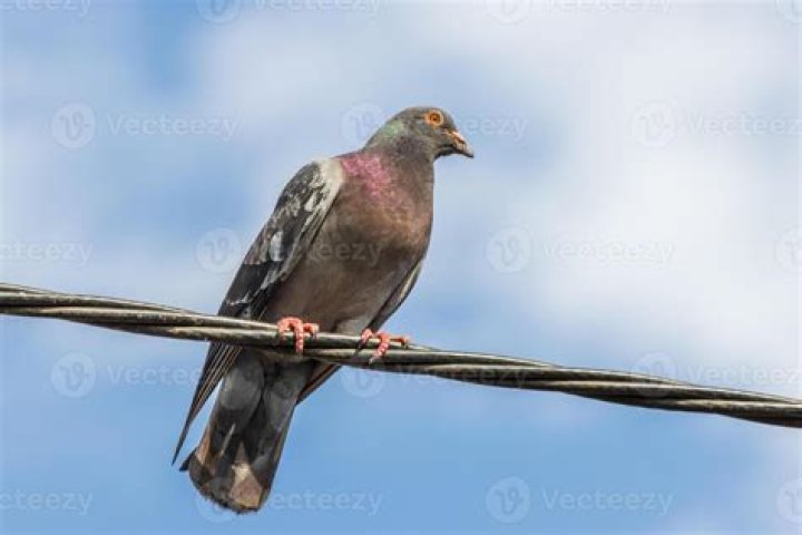 pigeon resting on wire
