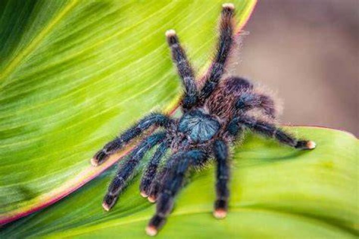 pink toe tarantula_Jake Heckey_Pixabay