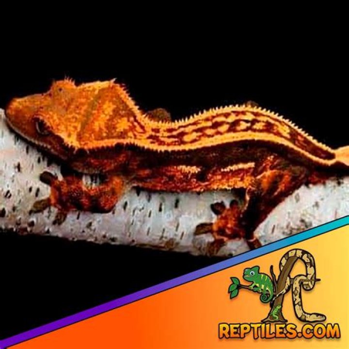 pinstripe crested gecko on rock