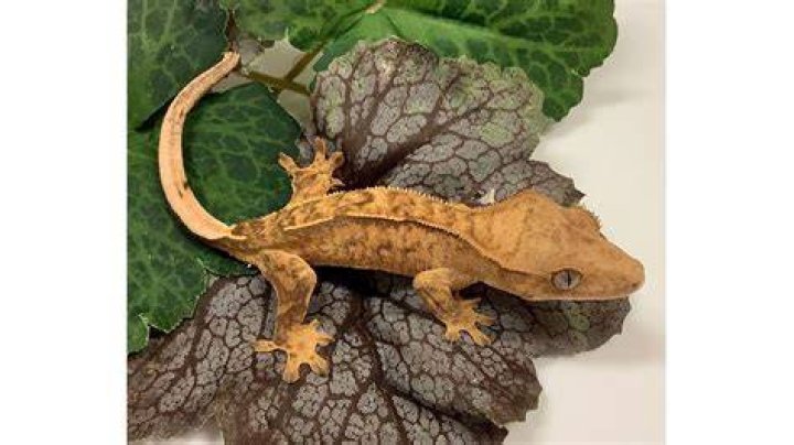 pinstripe crested gecko