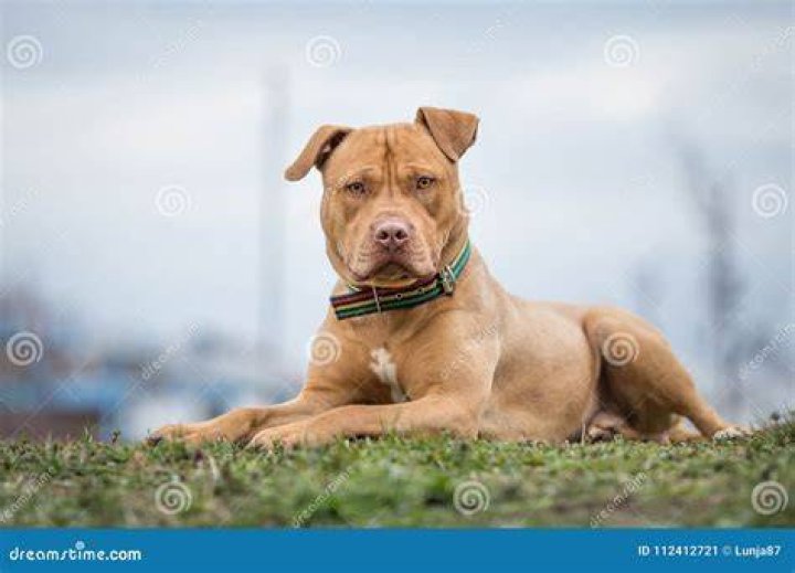 pit bull lying on the bed