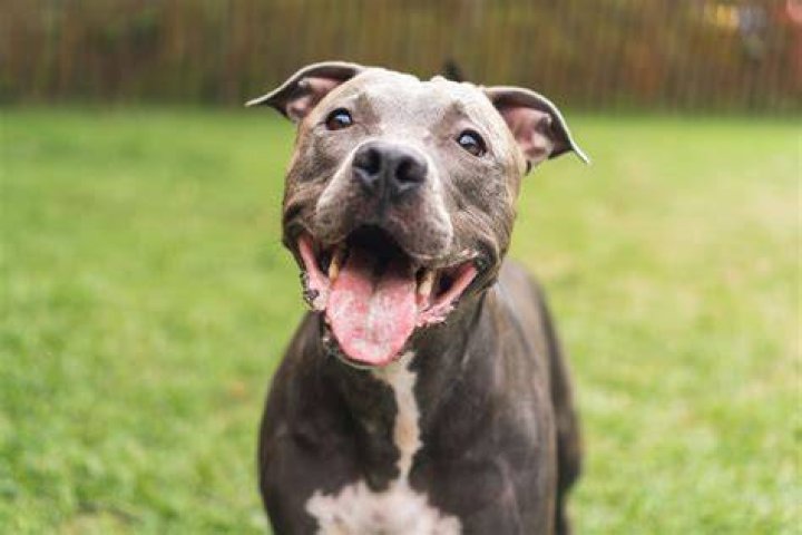 pit bull terrier pulls freight