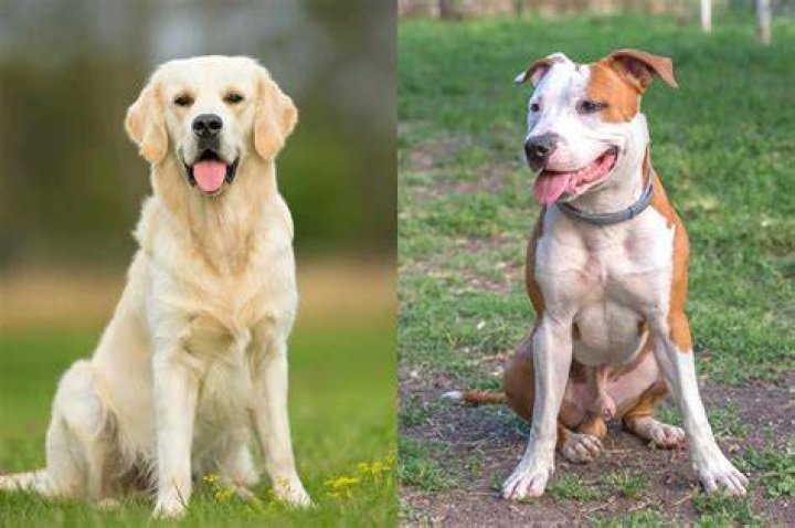 pitbull and golden retriever mixed breed