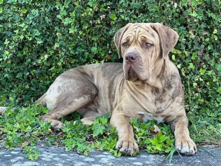 Pitbull Mastiff